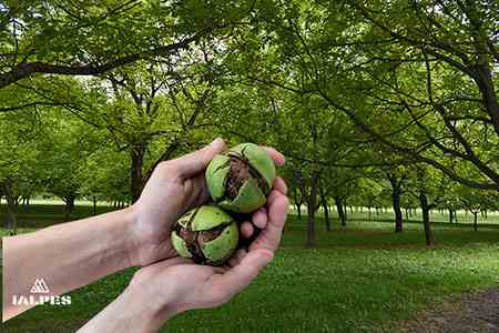 Les noix produits du terroir